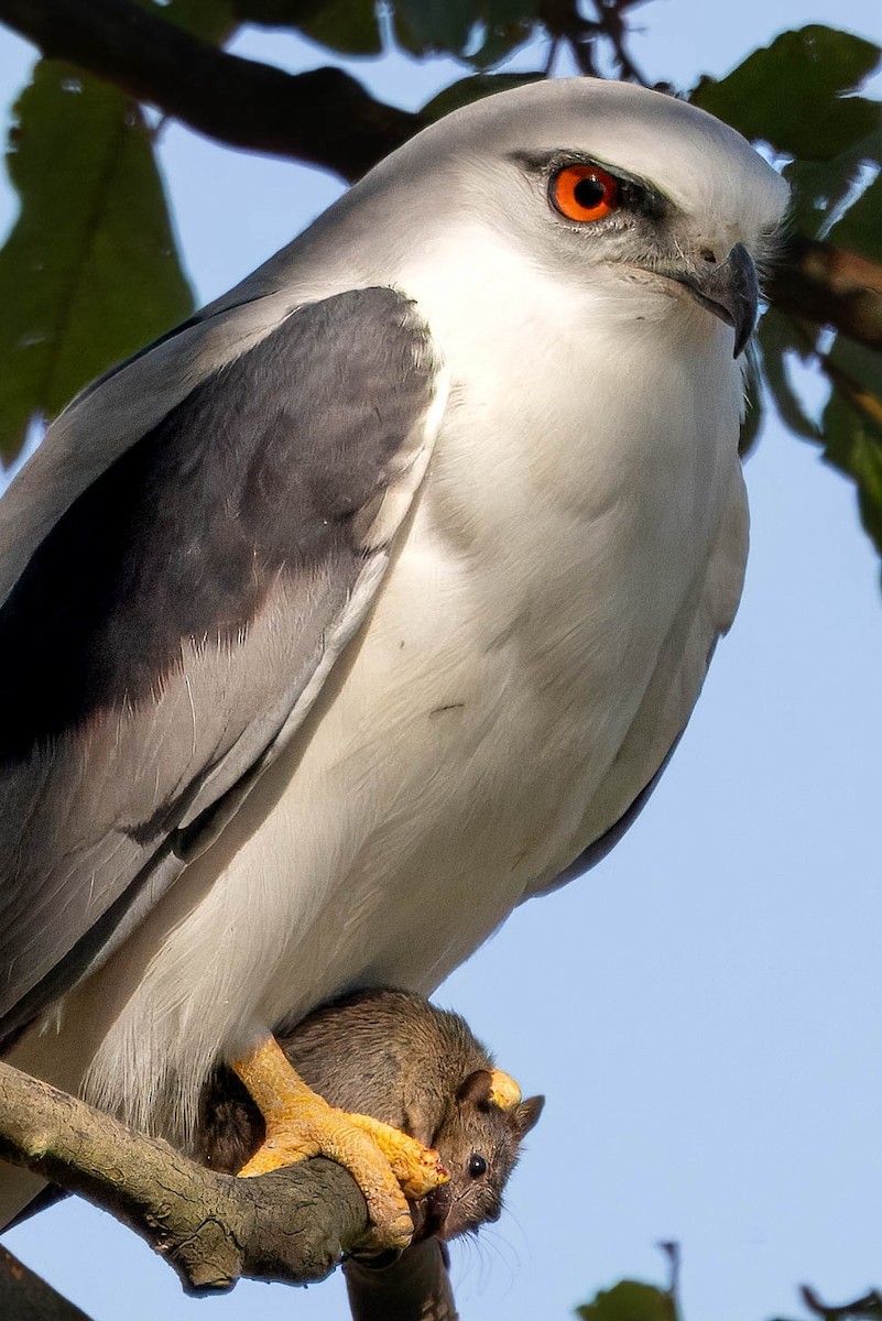 Black-shouldered Kite - ML620023537