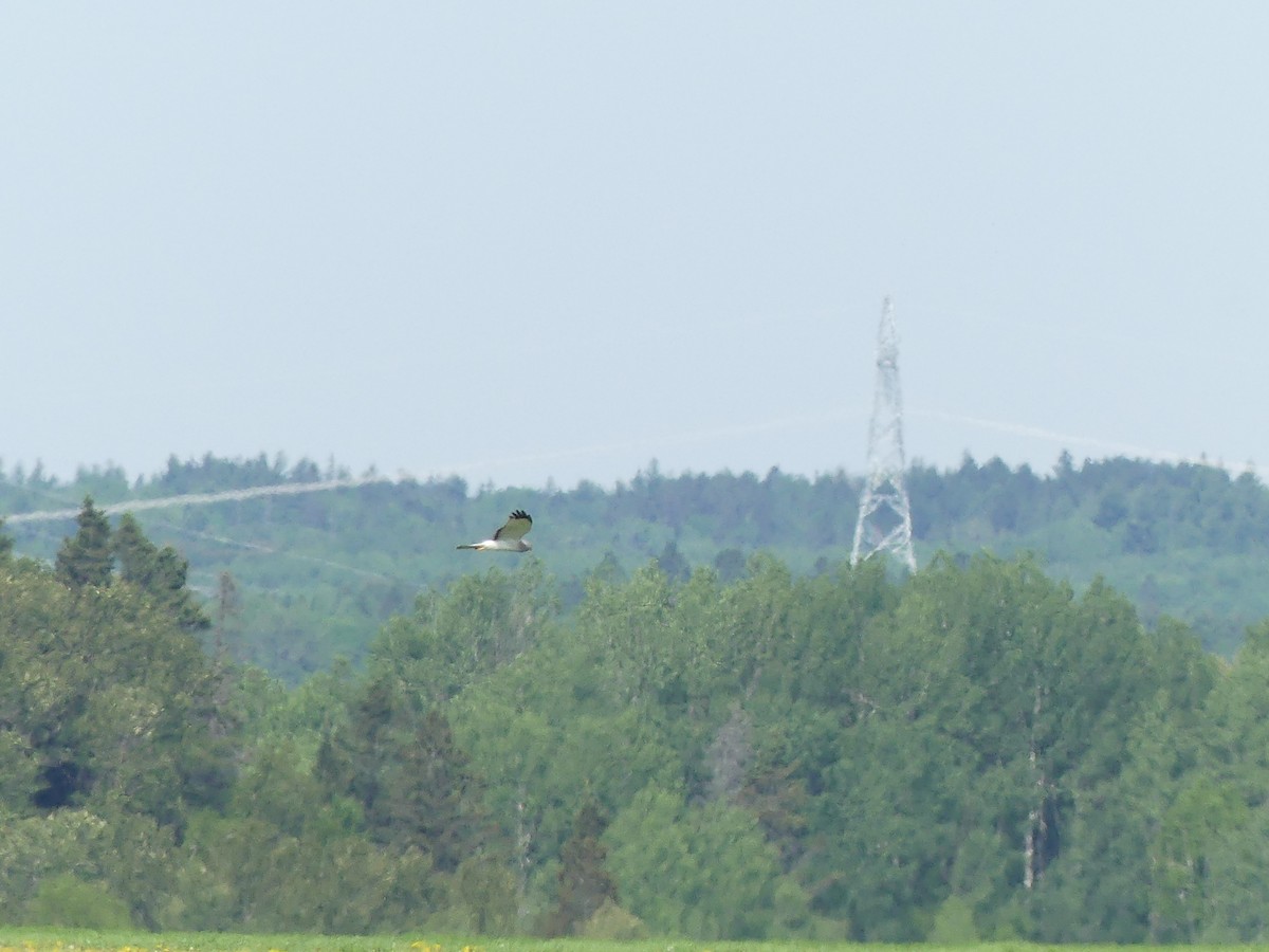 Northern Harrier - ML620023539