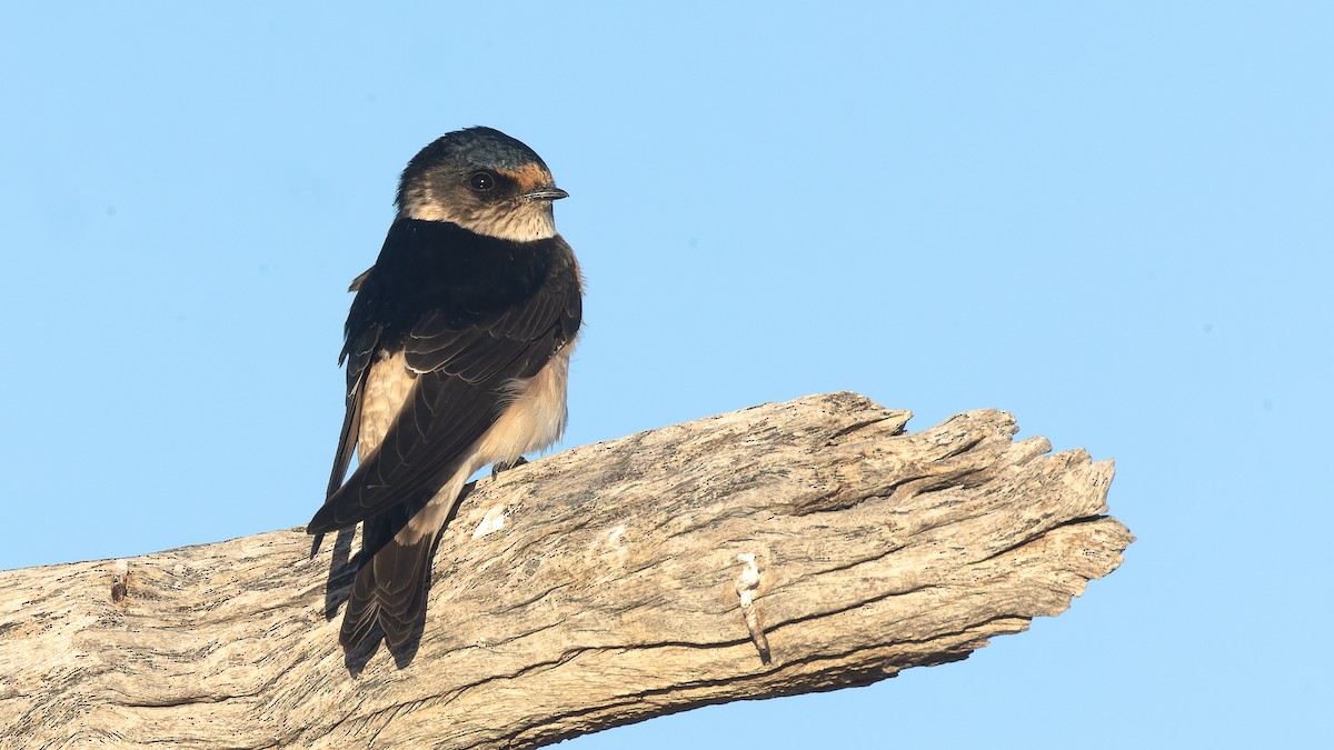 Golondrina Arborícola - ML620023549