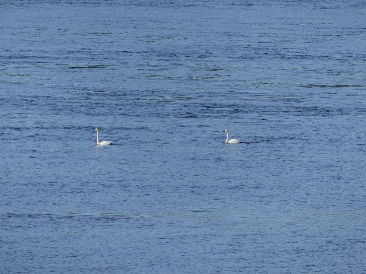 Trumpeter Swan - ML620023561