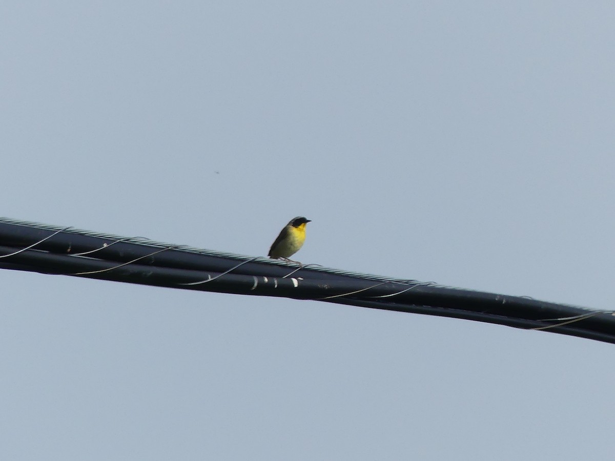 Common Yellowthroat - Jacynthe Fortin