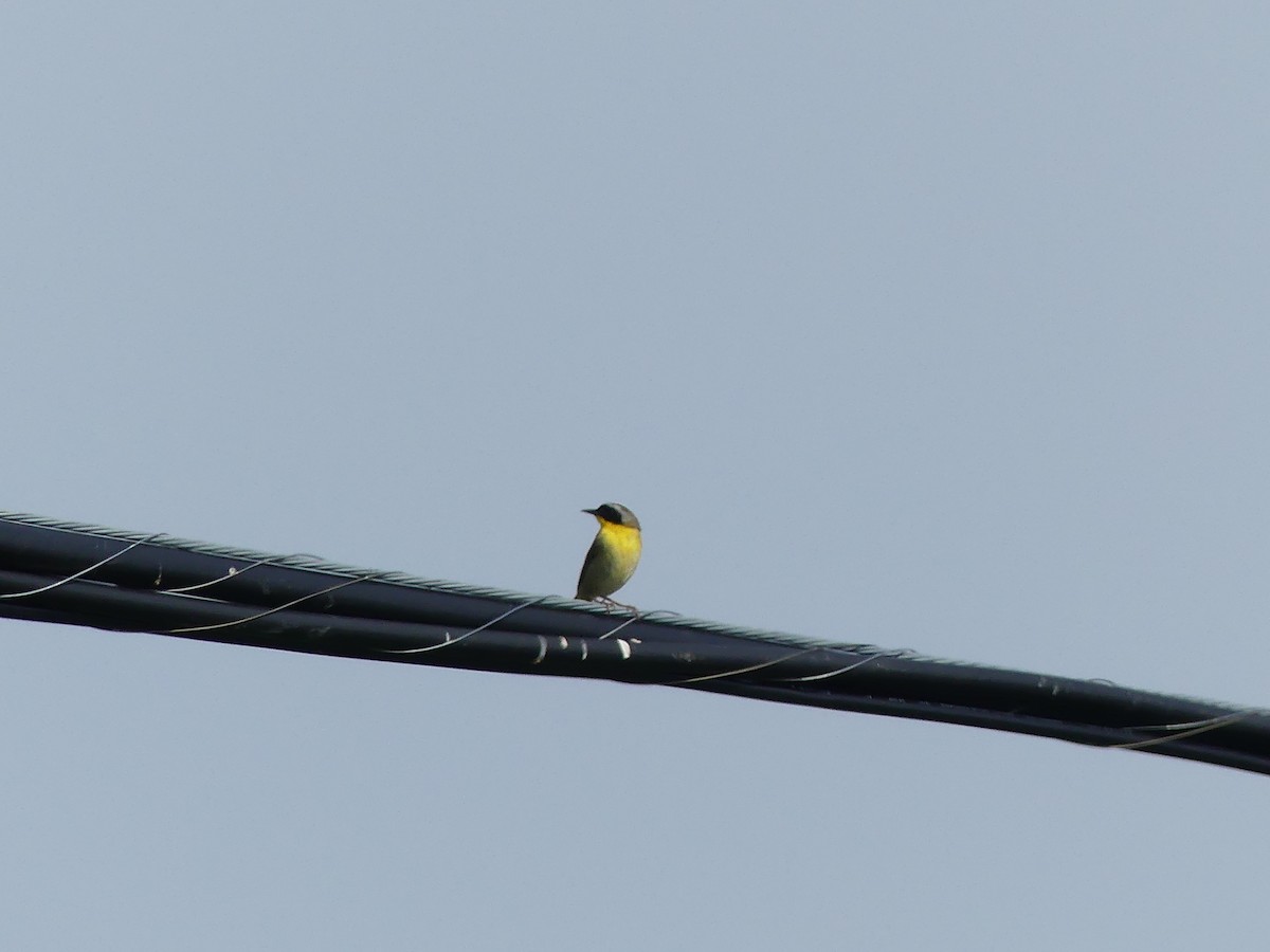 Common Yellowthroat - Jacynthe Fortin