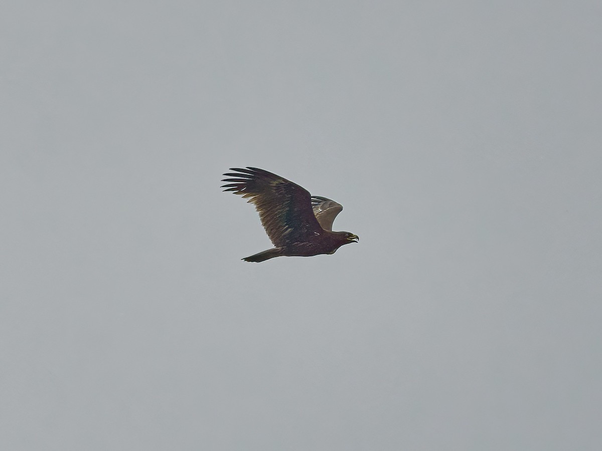 Greater Spotted Eagle - ML620023592