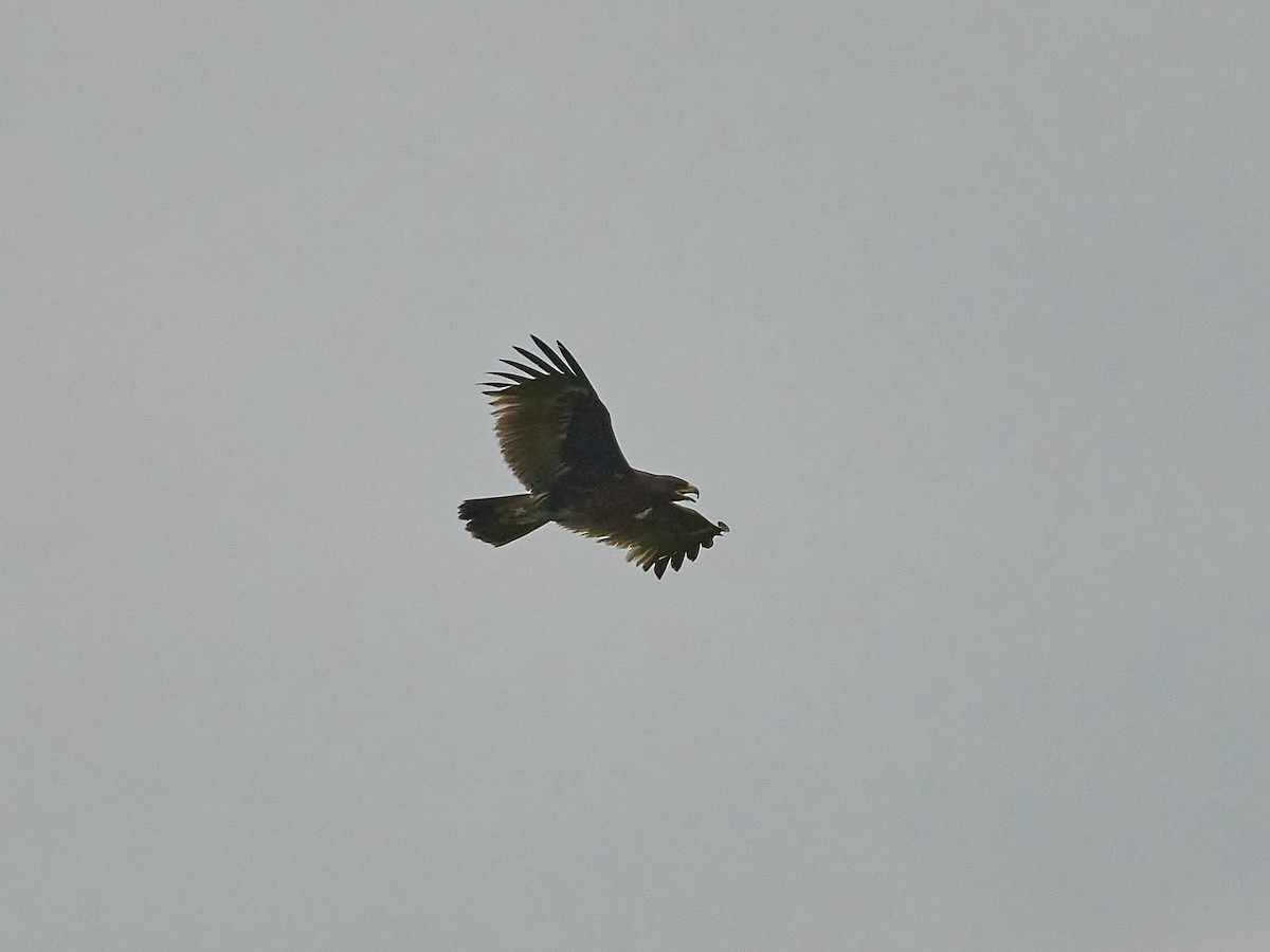 Águila Moteada - ML620023593