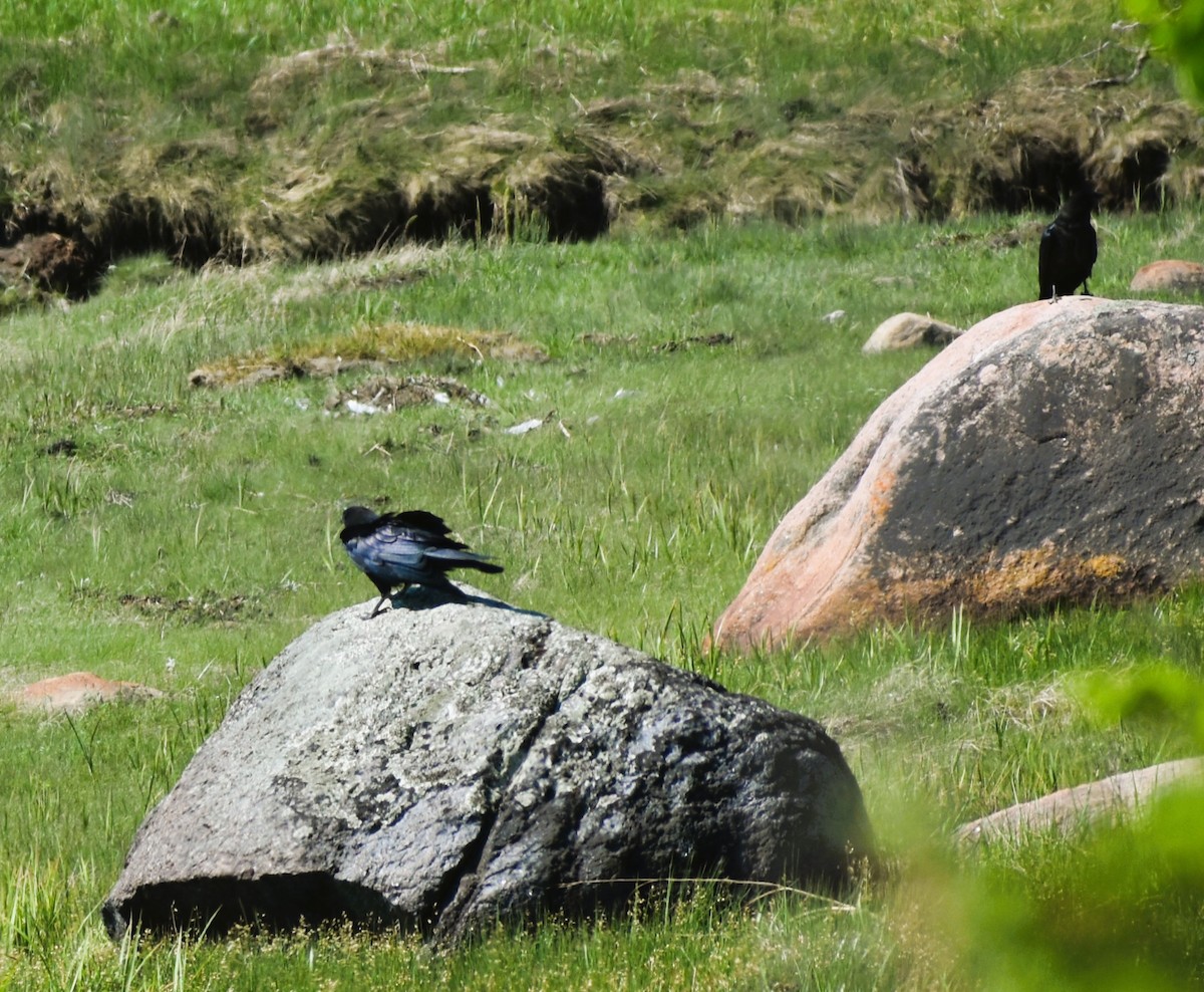 Common Raven - Jan Klooster