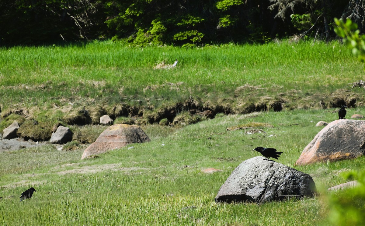 Common Raven - ML620023596