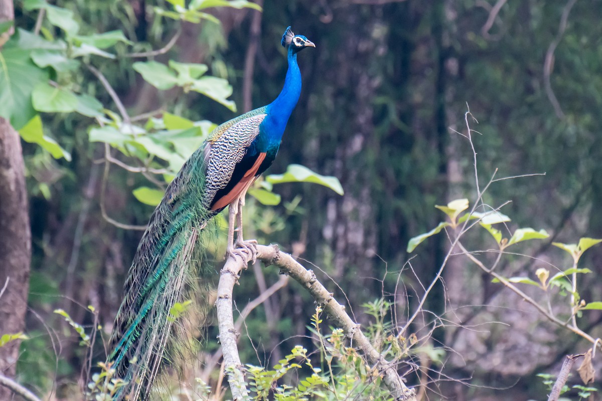 Indian Peafowl - ML620023602