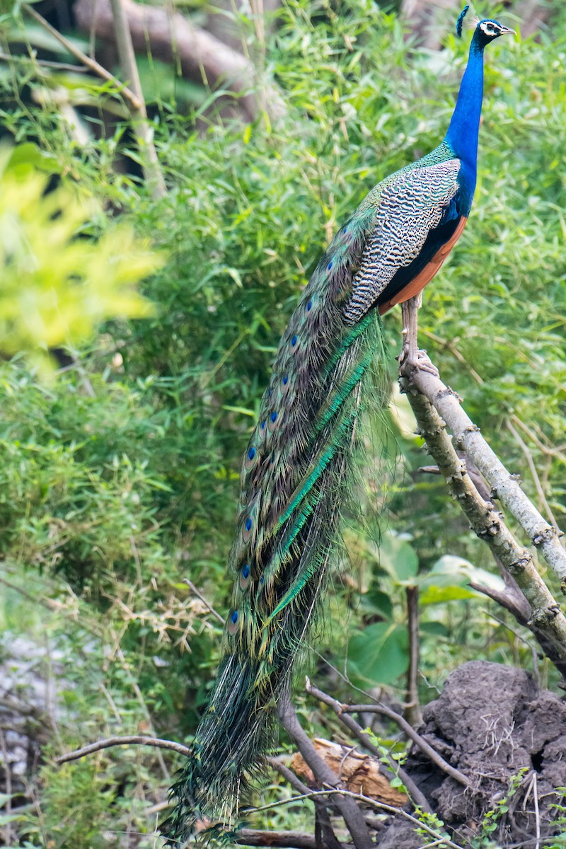 Indian Peafowl - ML620023603