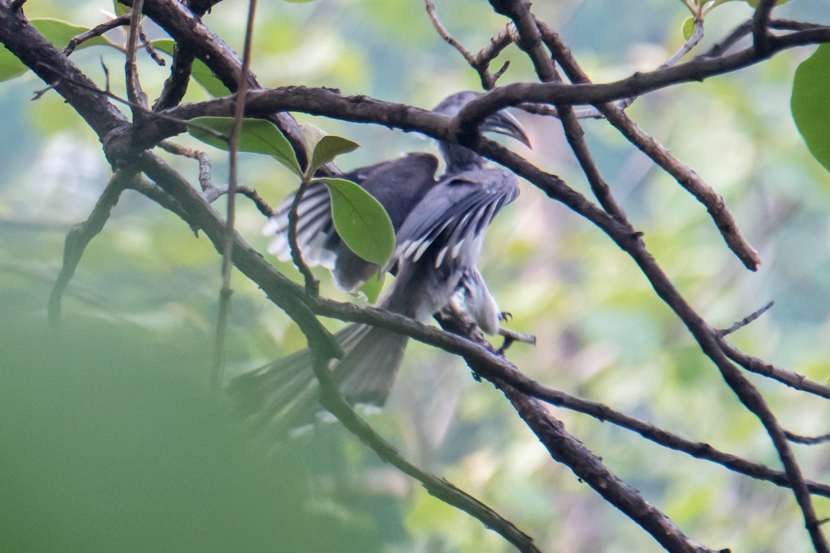 Indian Gray Hornbill - ML620023621