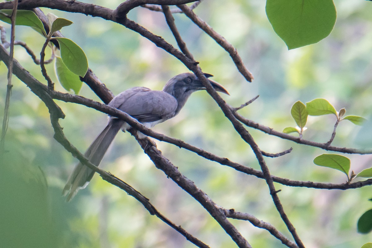 Indian Gray Hornbill - ML620023622