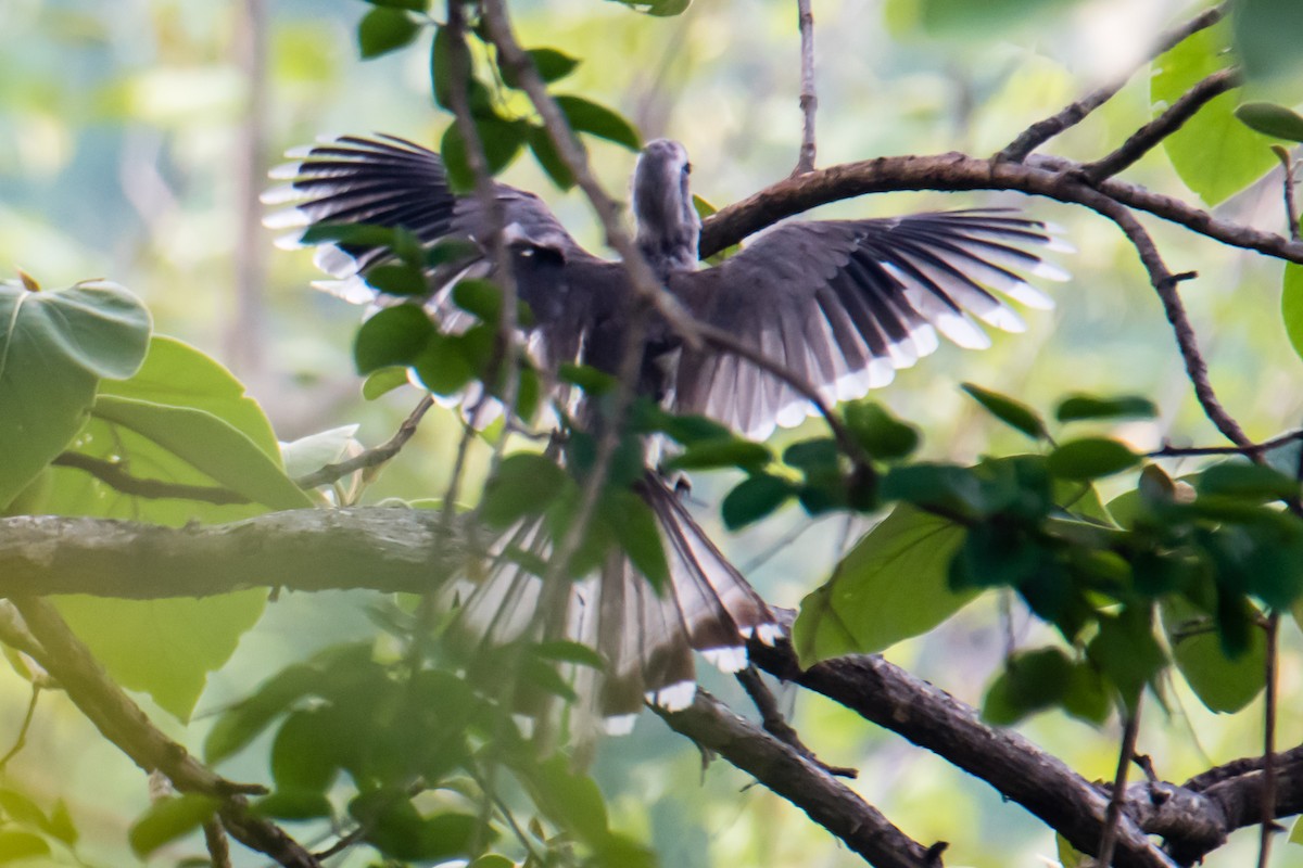 Indian Gray Hornbill - ML620023623