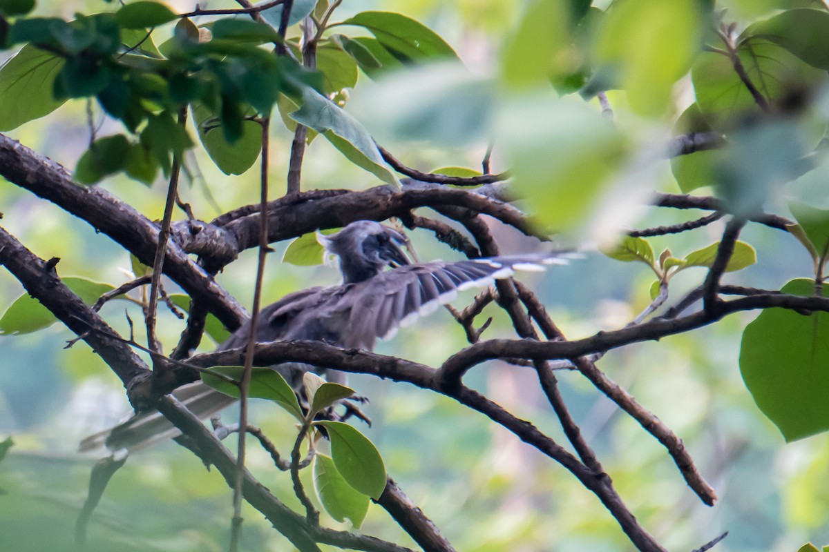 Indian Gray Hornbill - ML620023624