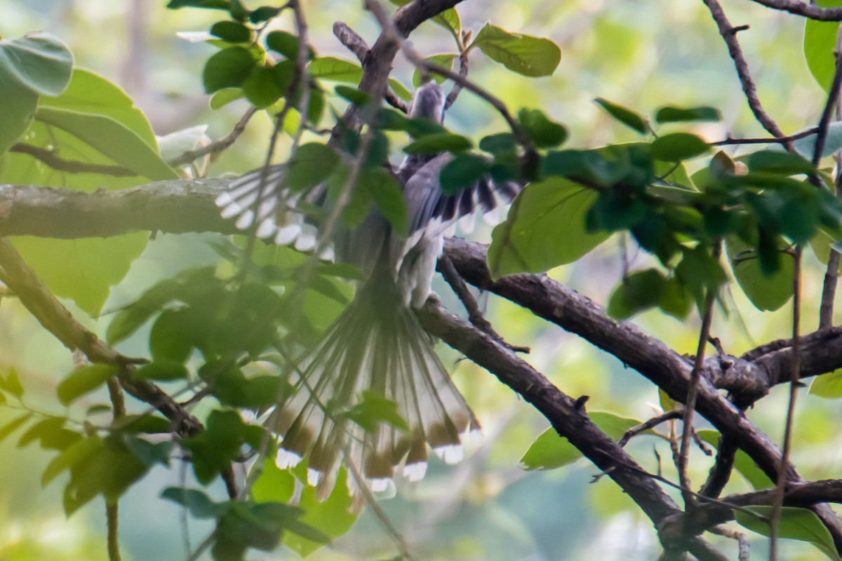 Indian Gray Hornbill - ML620023625