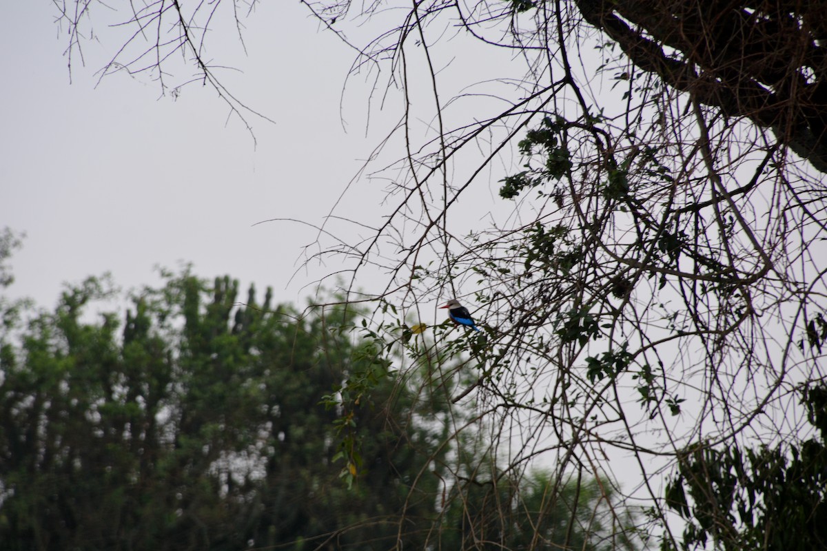 Gray-headed Kingfisher - ML620023648