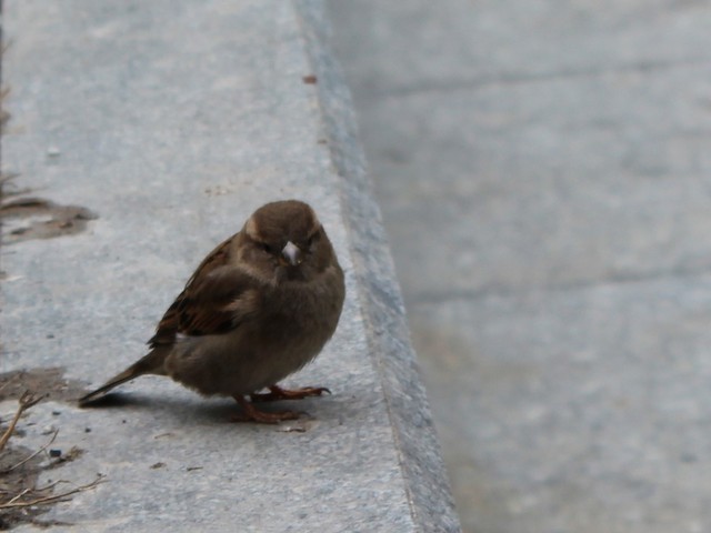 House Sparrow - ML620023650