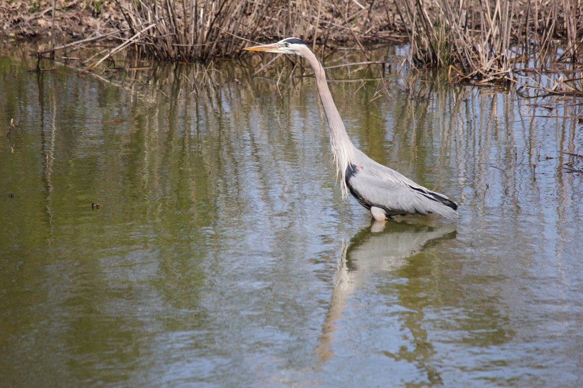 Great Blue Heron (Great Blue) - ML620023653