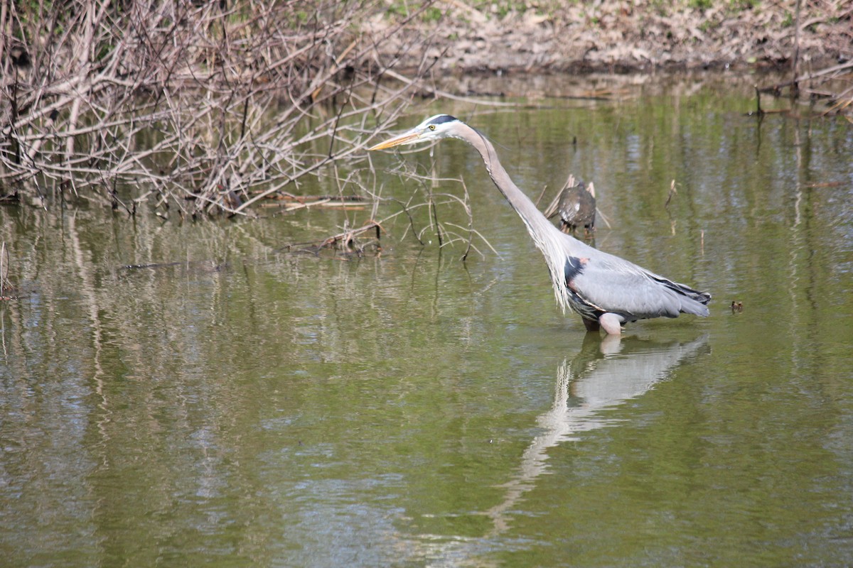 Great Blue Heron (Great Blue) - ML620023654