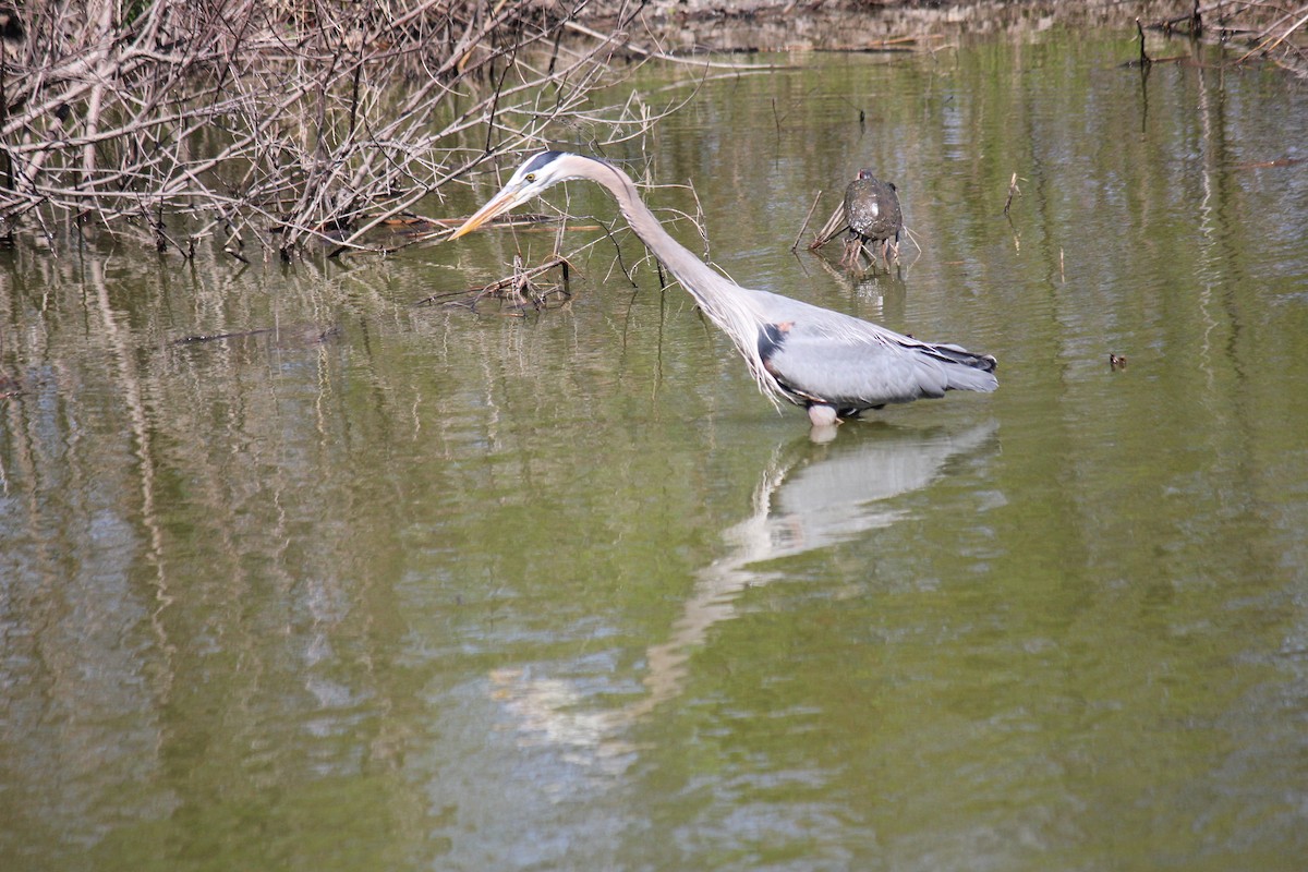 Great Blue Heron (Great Blue) - ML620023655