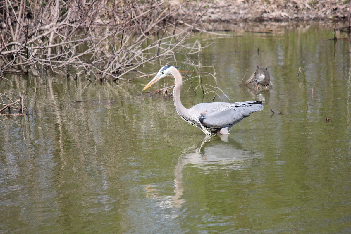 Great Blue Heron (Great Blue) - ML620023656