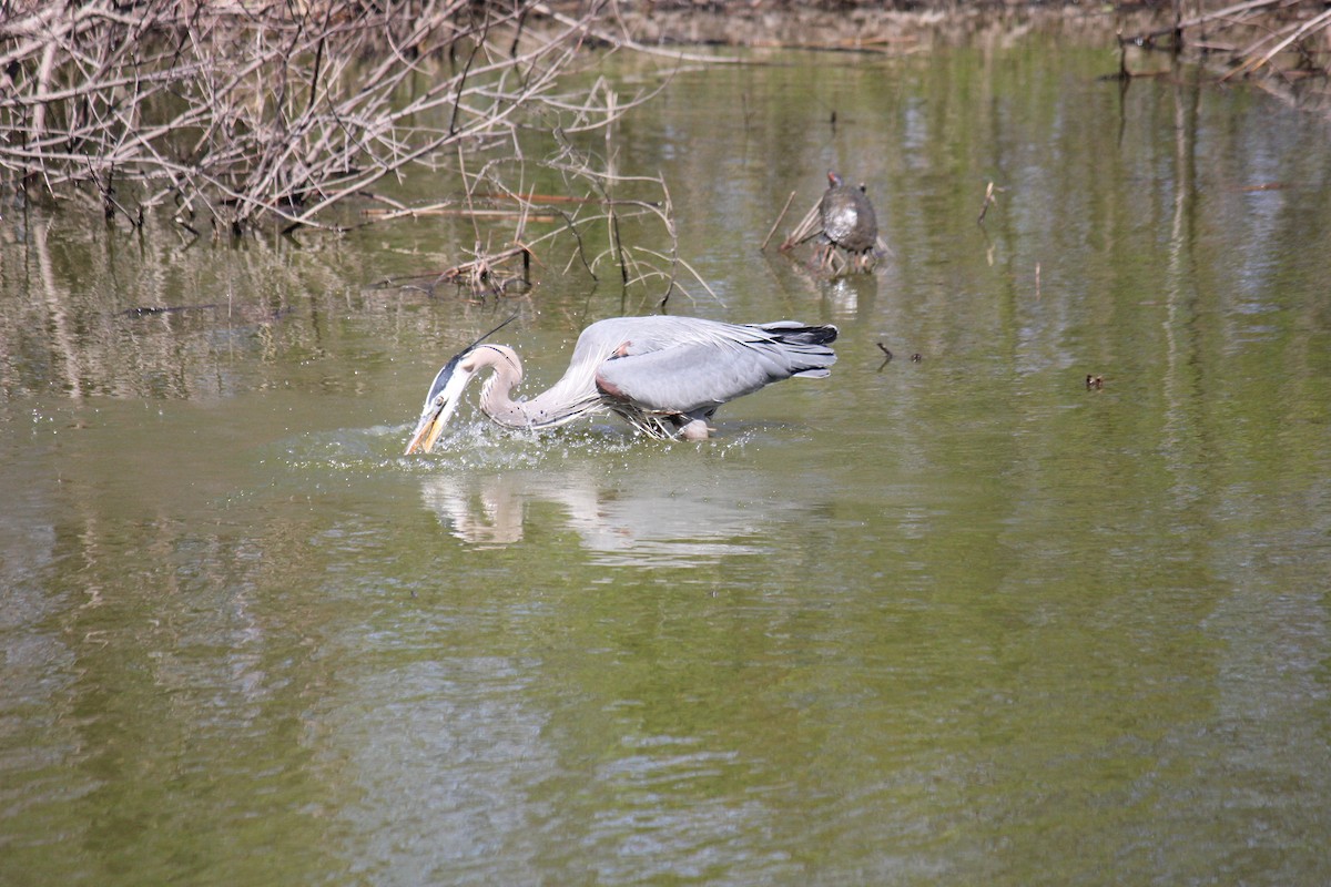 Great Blue Heron (Great Blue) - ML620023657