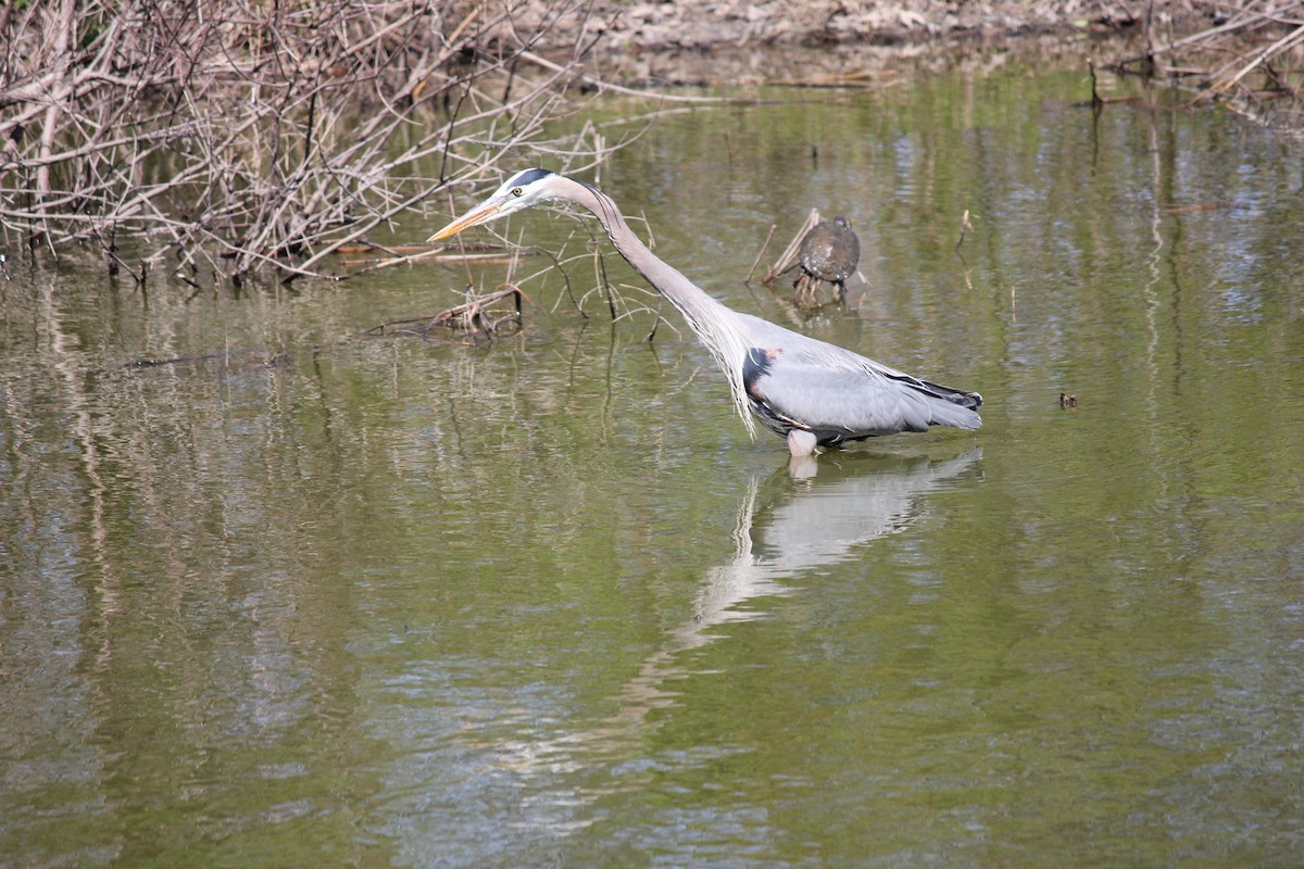 Great Blue Heron (Great Blue) - ML620023658