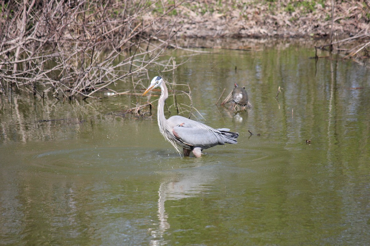 Great Blue Heron (Great Blue) - ML620023659