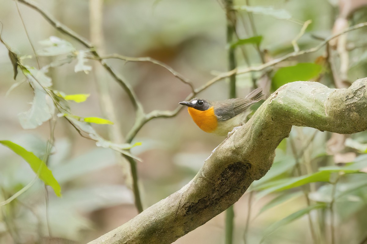Orange-breasted Forest Robin - ML620023662