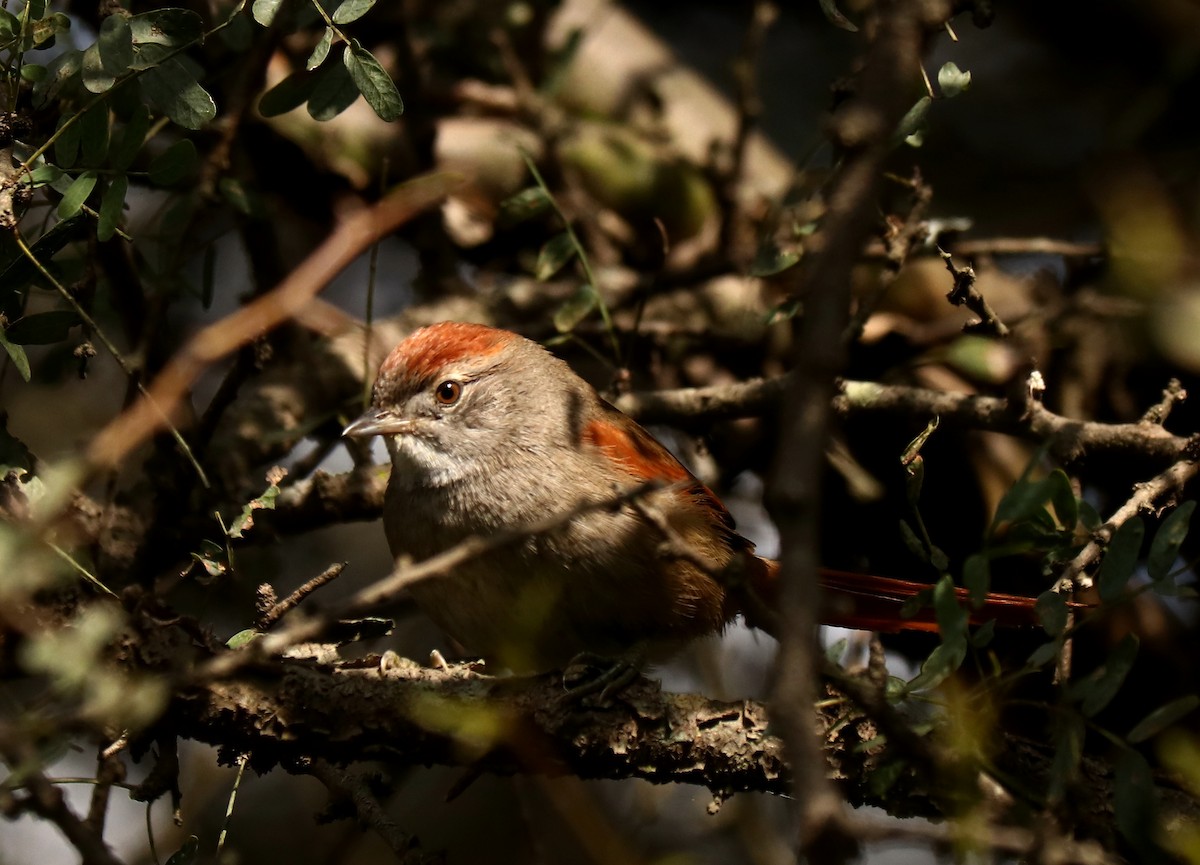 Sooty-fronted Spinetail - ML620023669