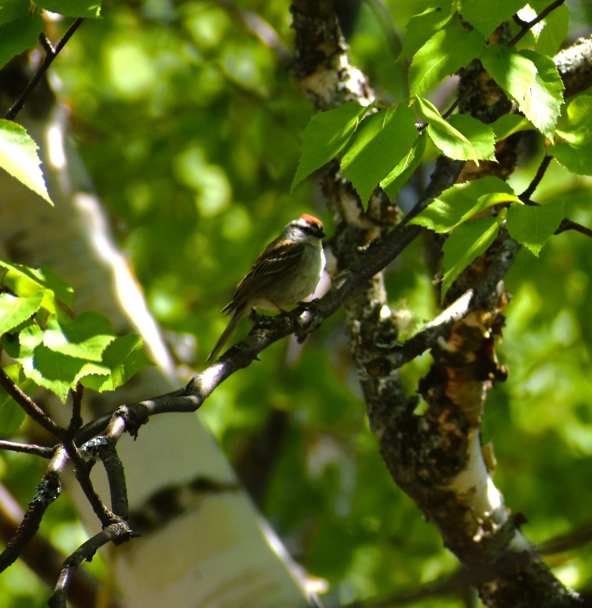 Chipping Sparrow - ML620023693