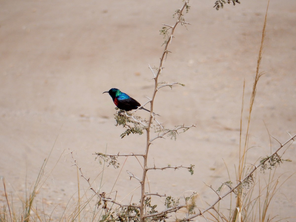 Red-chested Sunbird - ML620023717