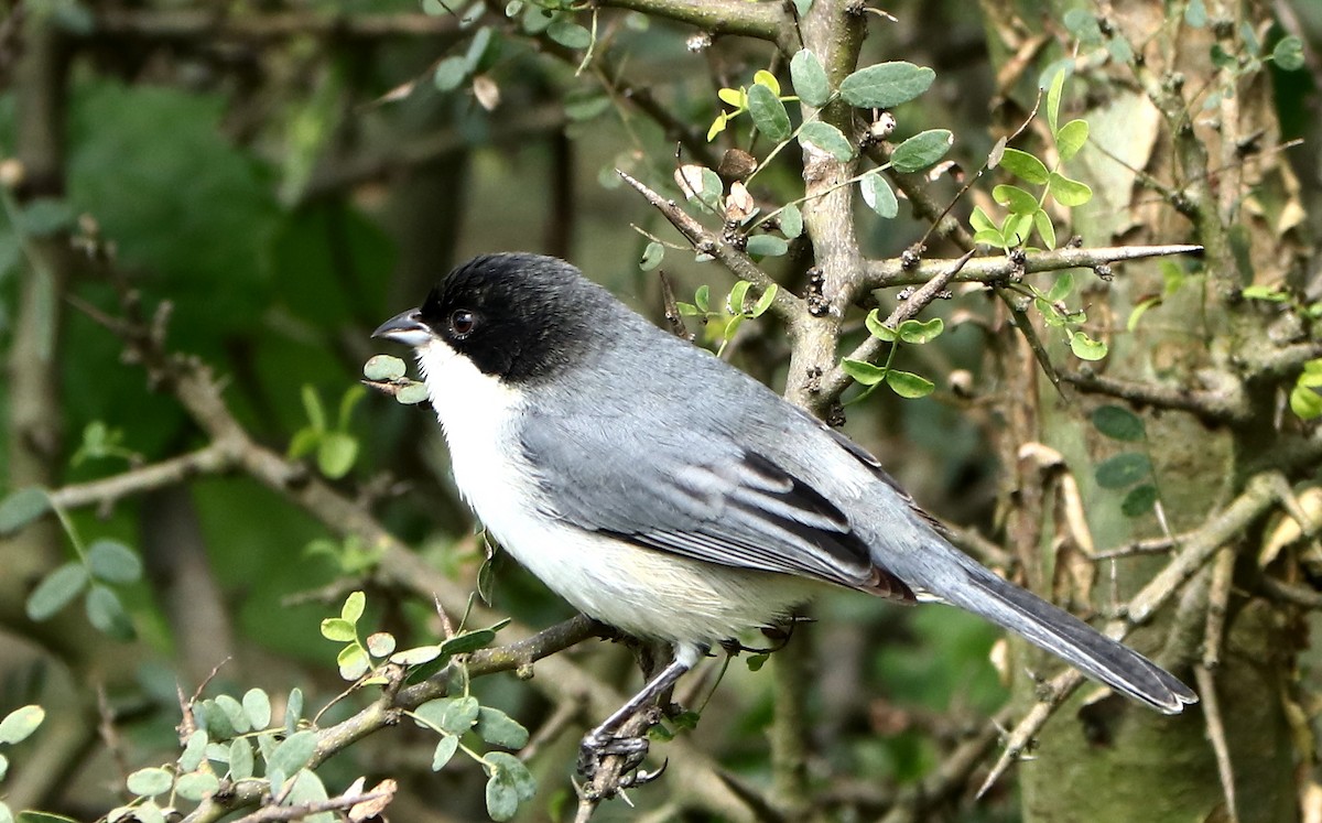 Black-capped Warbling Finch - ML620023719