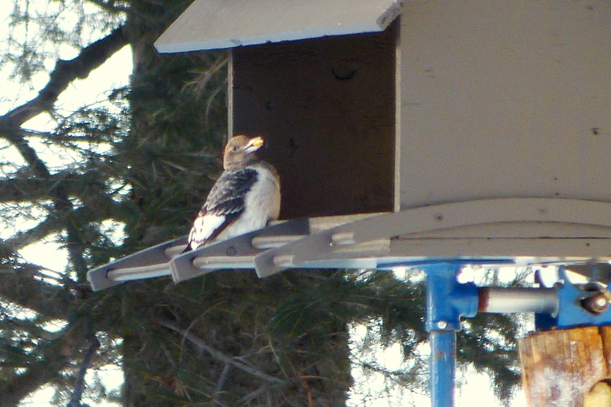 Red-headed Woodpecker - ML620023727