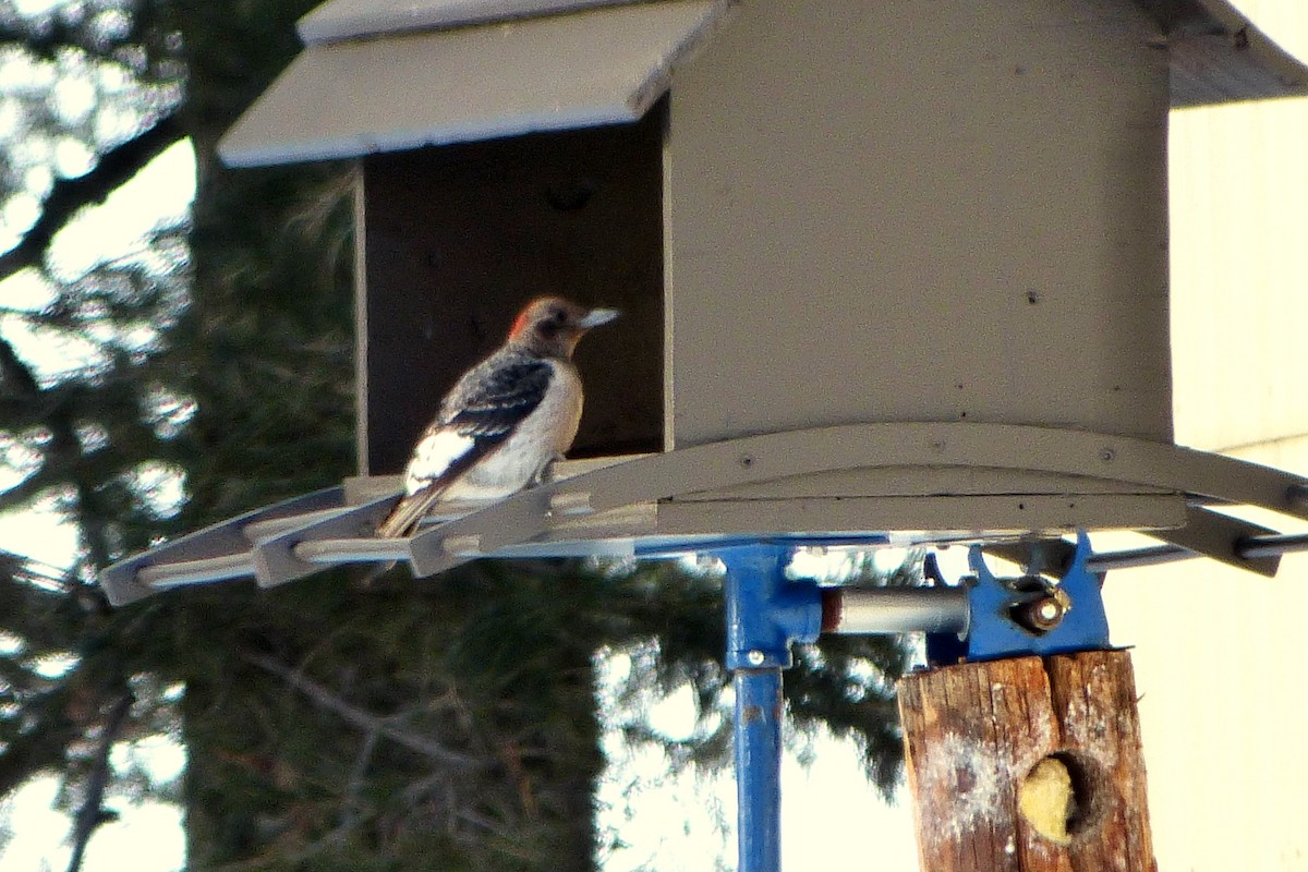 Red-headed Woodpecker - ML620023728