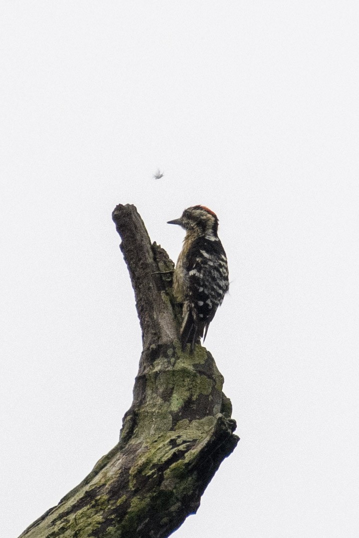 Gray-capped Pygmy Woodpecker - ML620023729