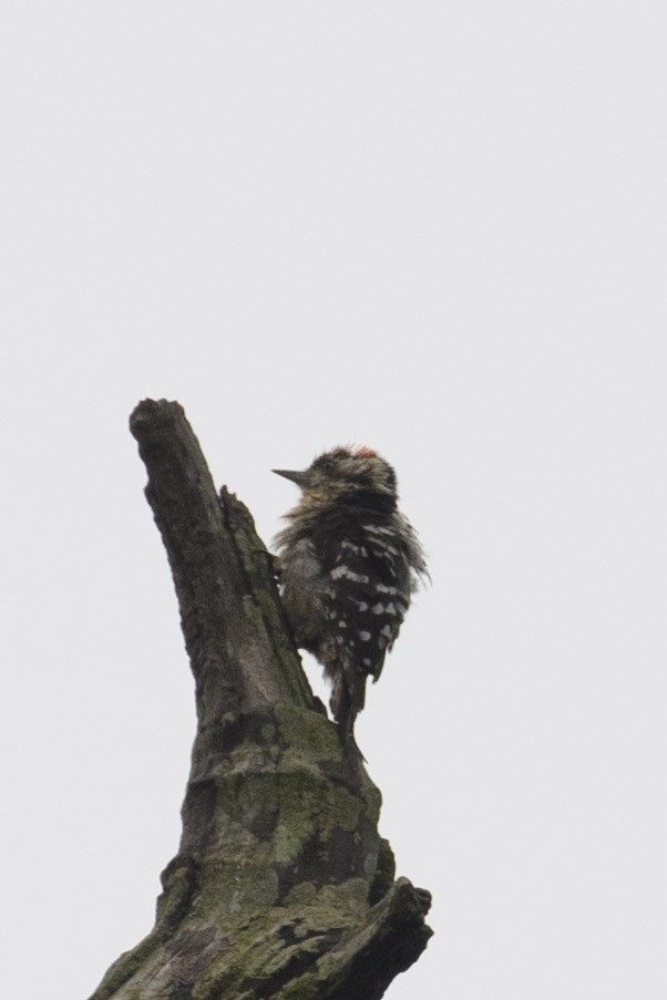 Gray-capped Pygmy Woodpecker - ML620023730
