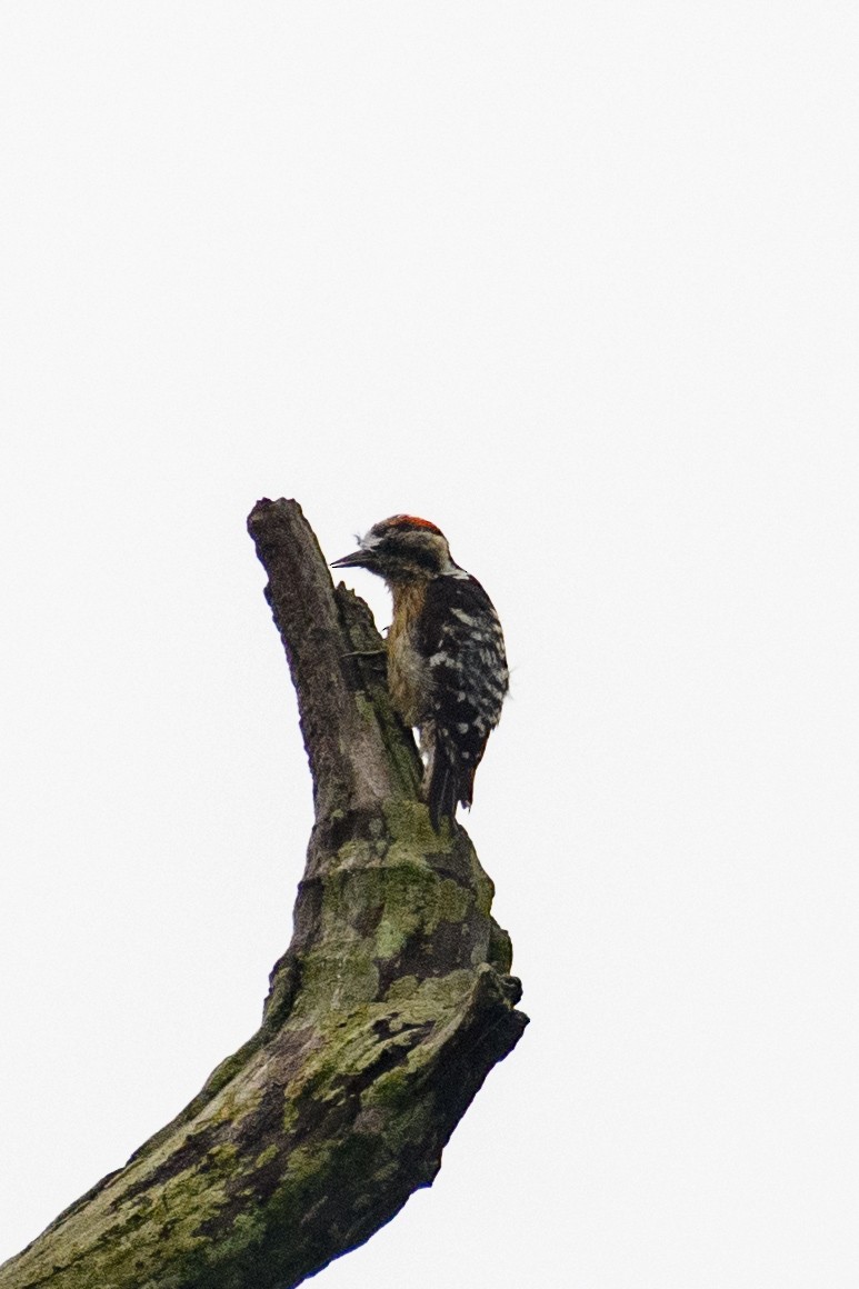 Gray-capped Pygmy Woodpecker - ML620023731