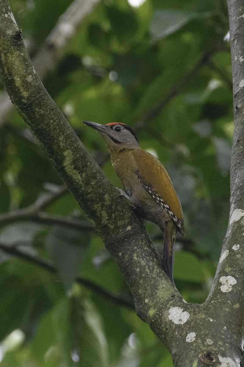 Gray-headed Woodpecker - ML620023736