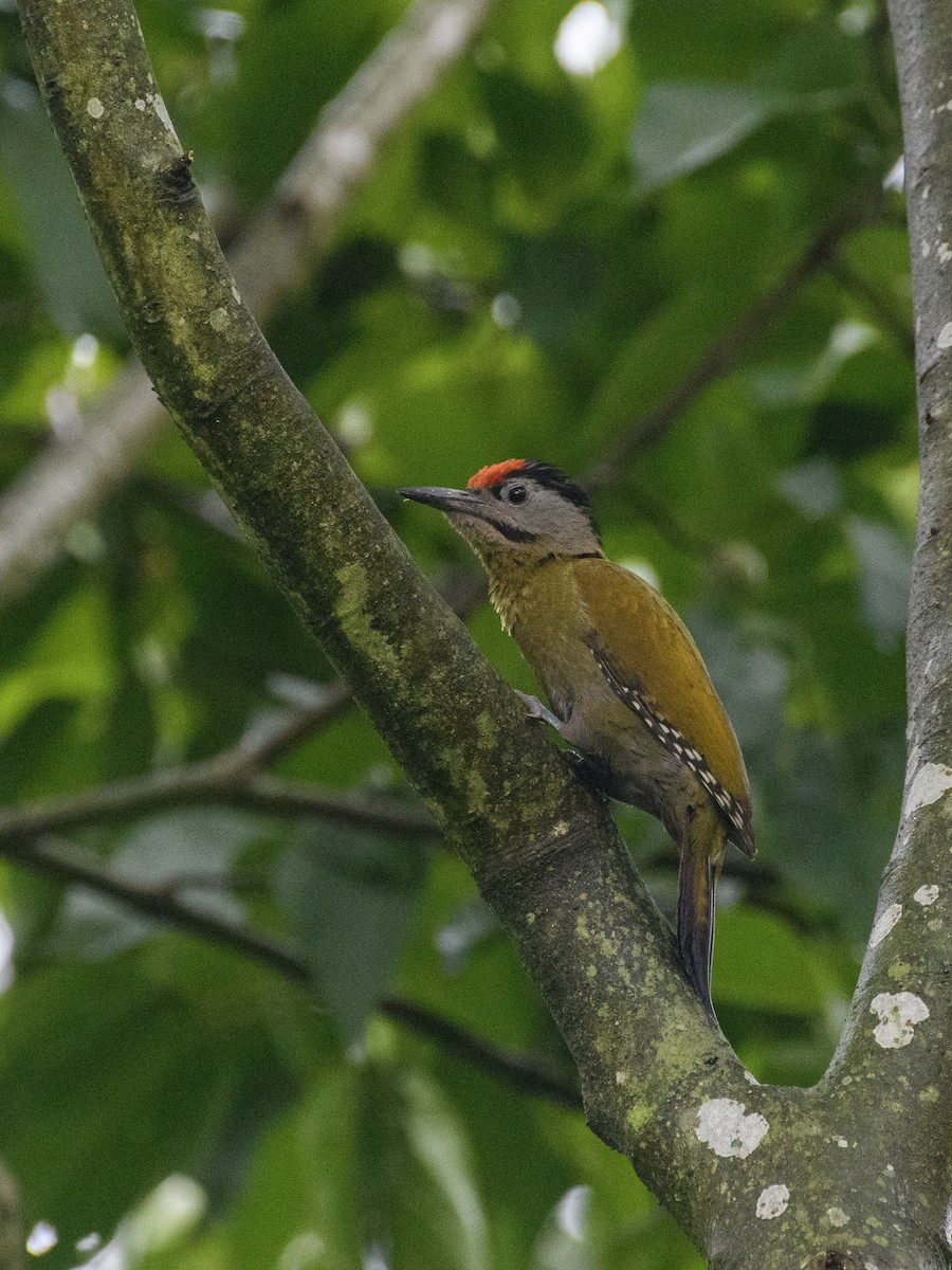 Gray-headed Woodpecker - ML620023738