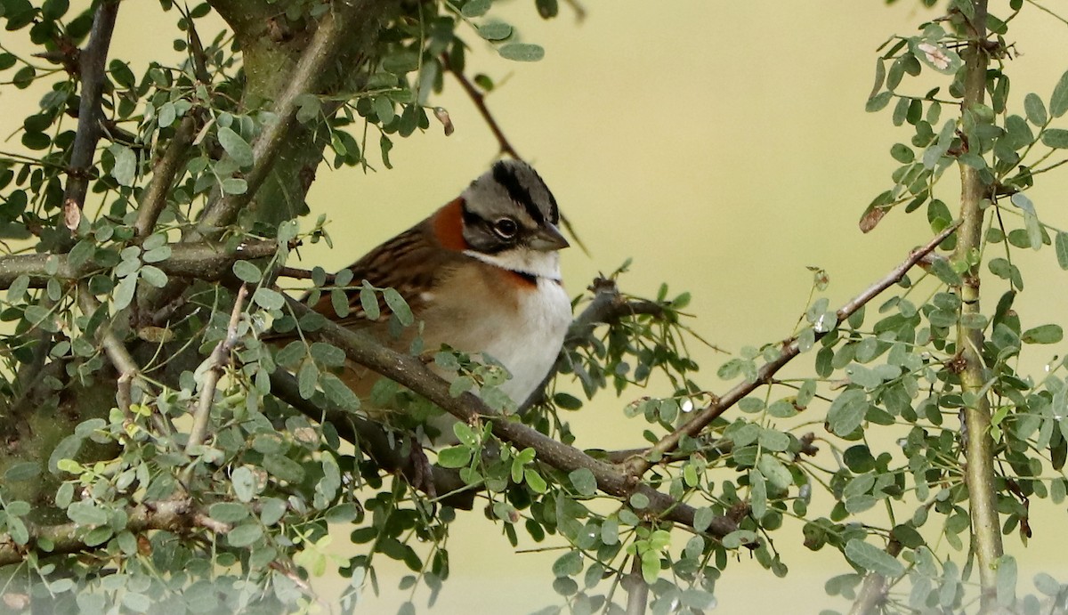 Rufous-collared Sparrow - ML620023739