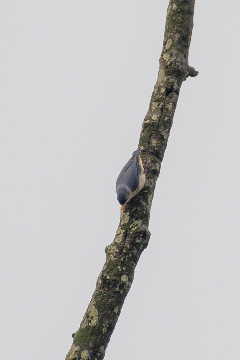 Velvet-fronted Nuthatch - ML620023742