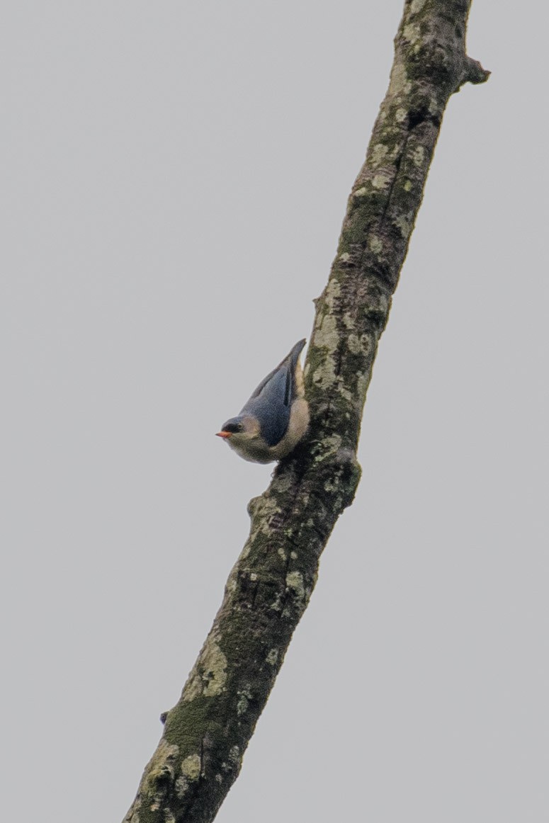 Velvet-fronted Nuthatch - ML620023743