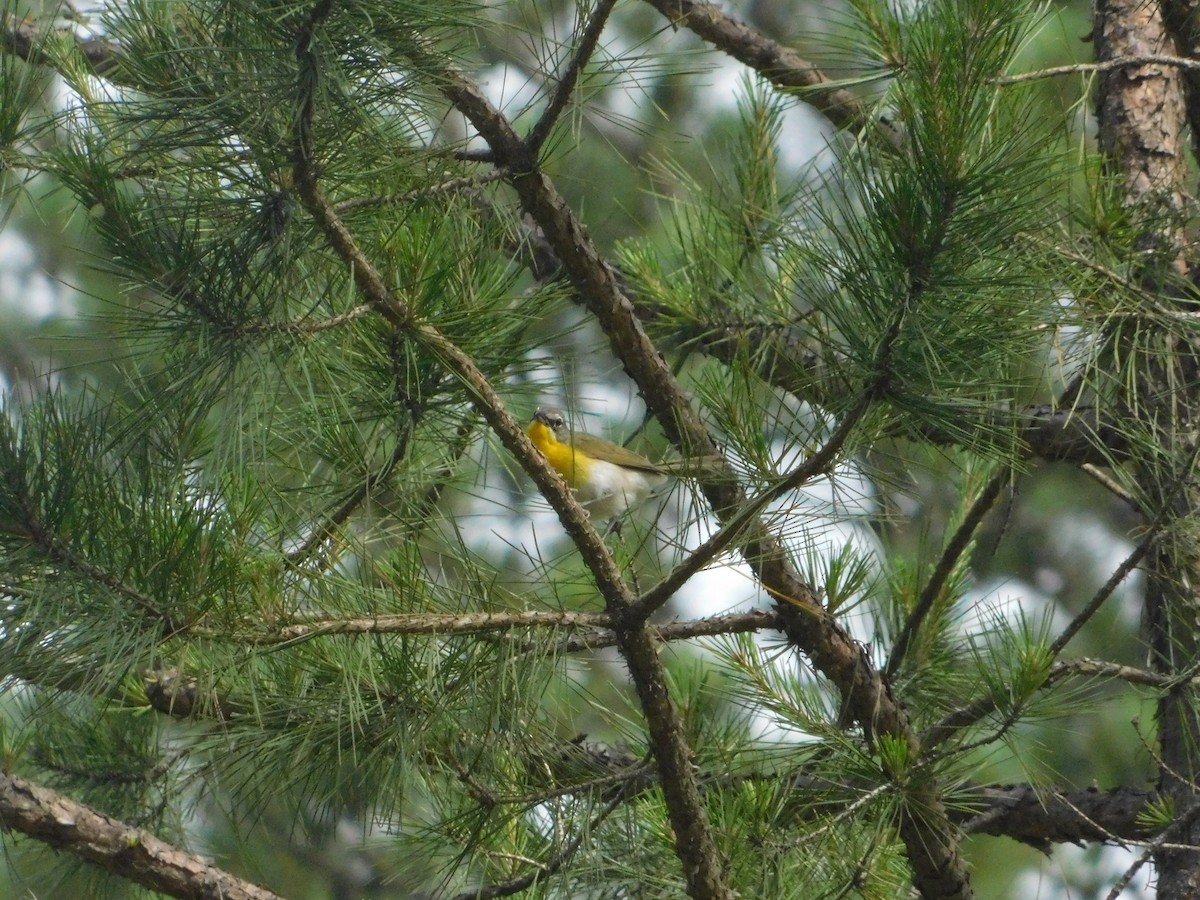 Yellow-breasted Chat - ML620023746