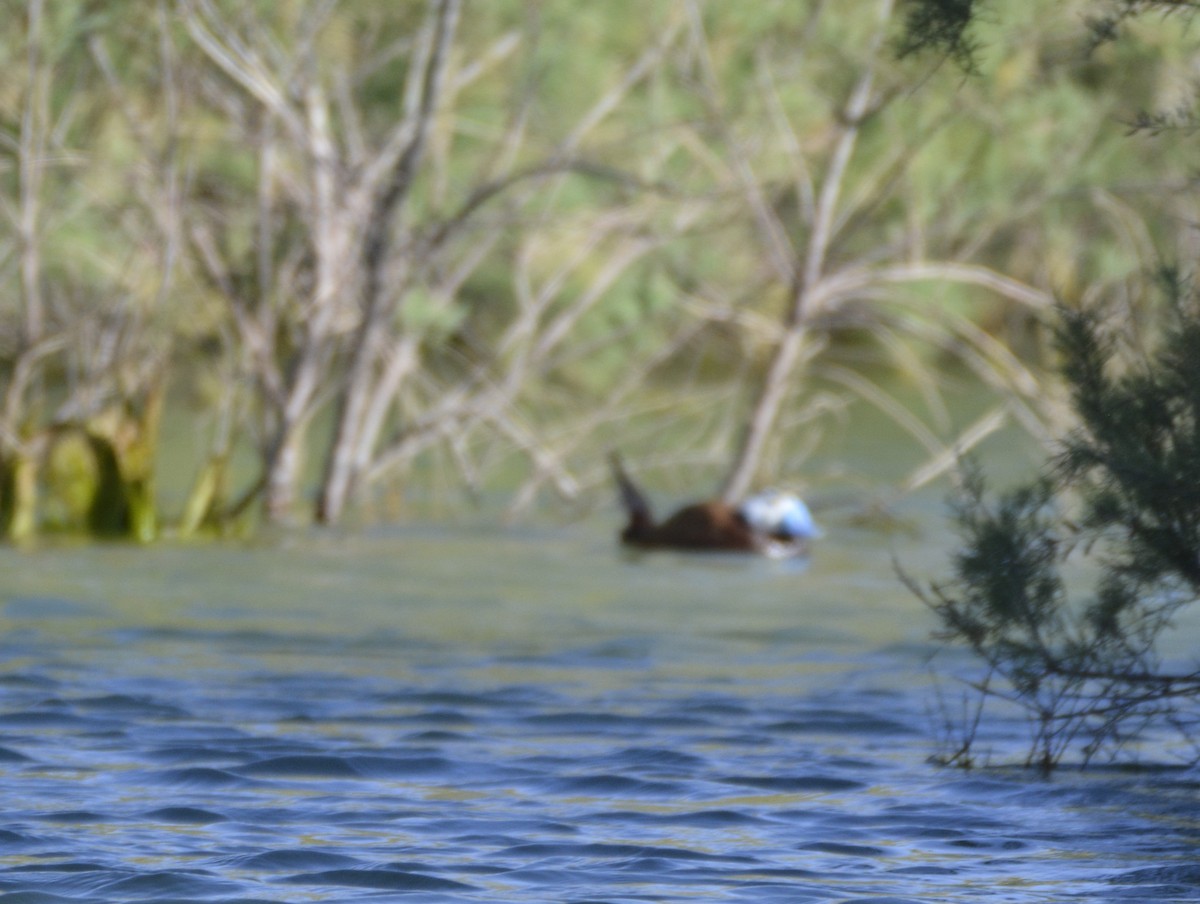 White-headed Duck - ML620023800