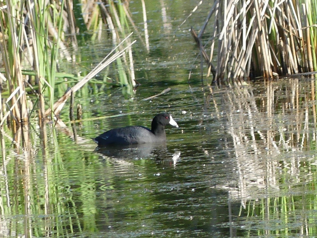 Foulque d'Amérique - ML620023801