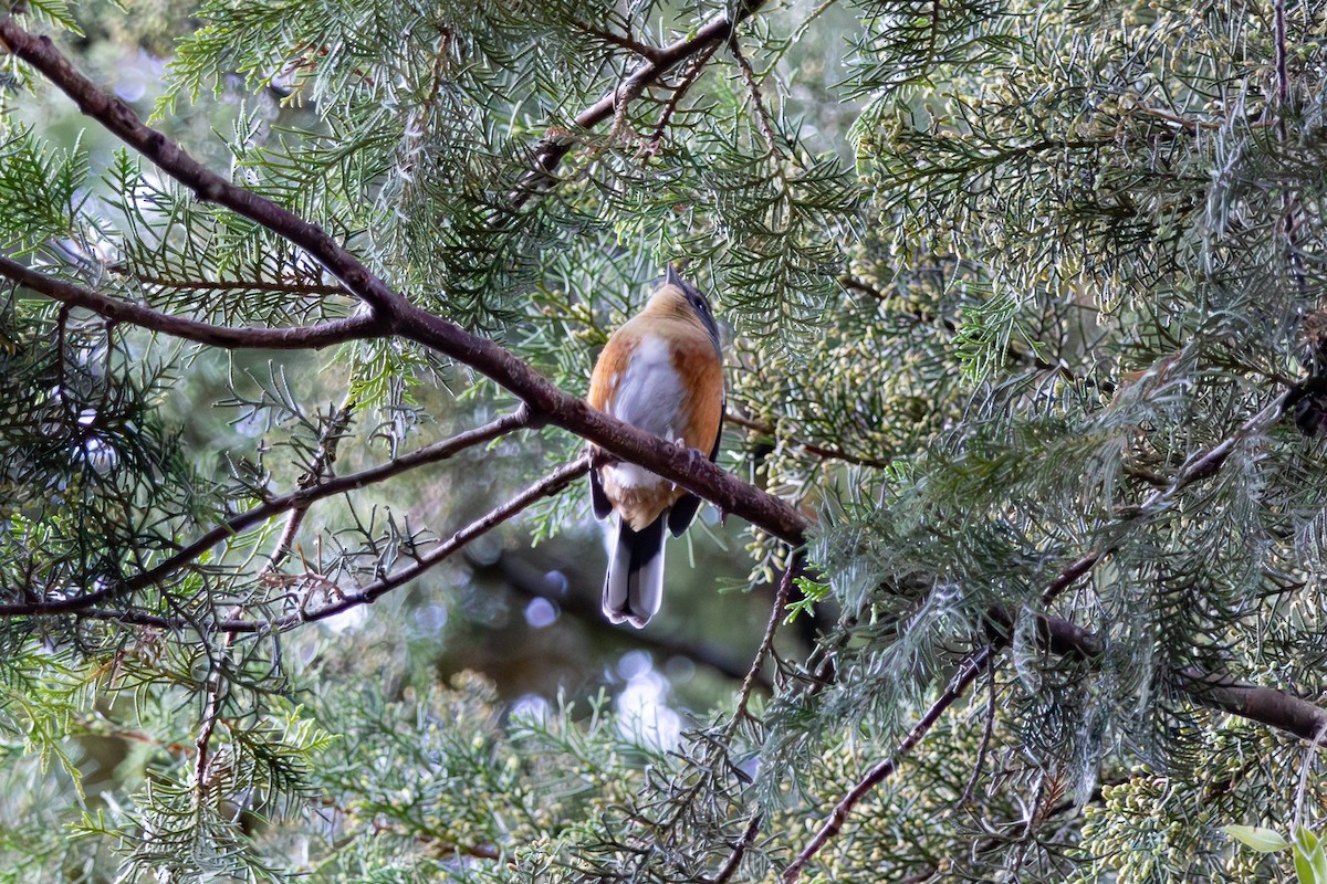 Buff-throated Warbling Finch - ML620023805