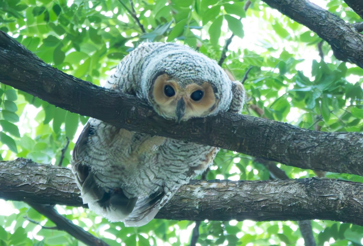 Spotted Wood-Owl - ML620023807