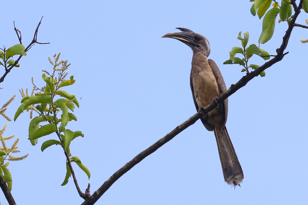 Indian Gray Hornbill - ML620023808