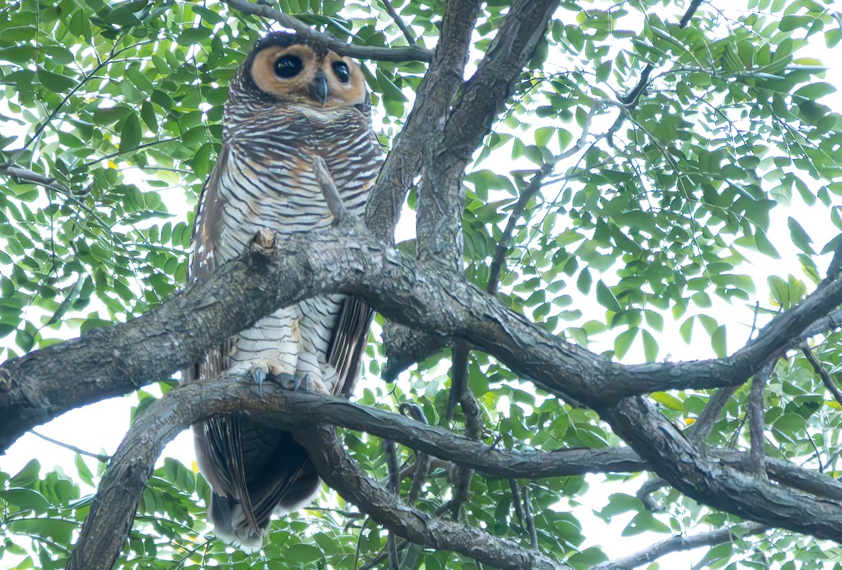 Spotted Wood-Owl - ML620023810