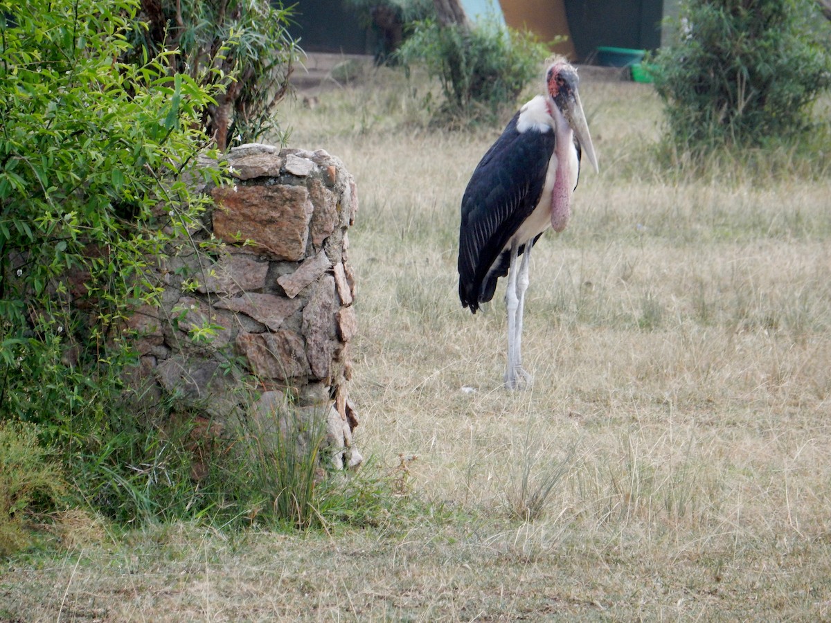Marabou Stork - ML620023813