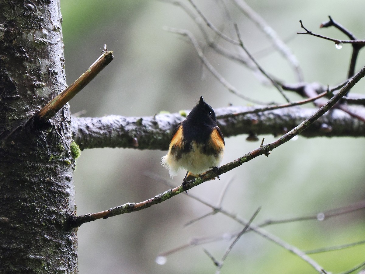 American Redstart - ML620023826